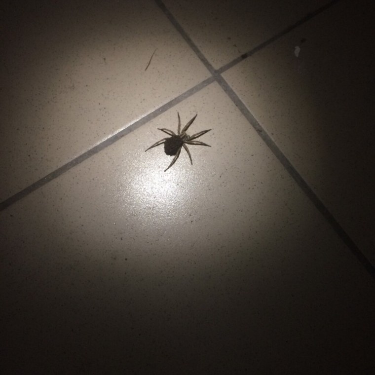 Паук Мизгирь маленький