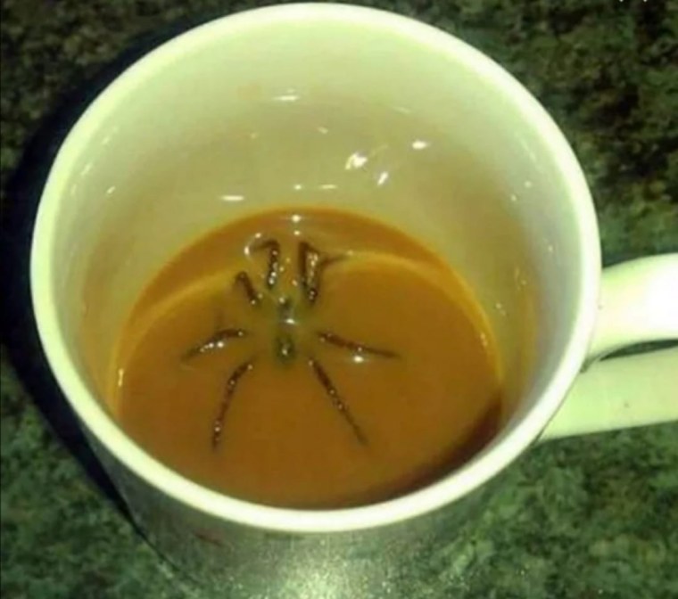 Паук в кружке