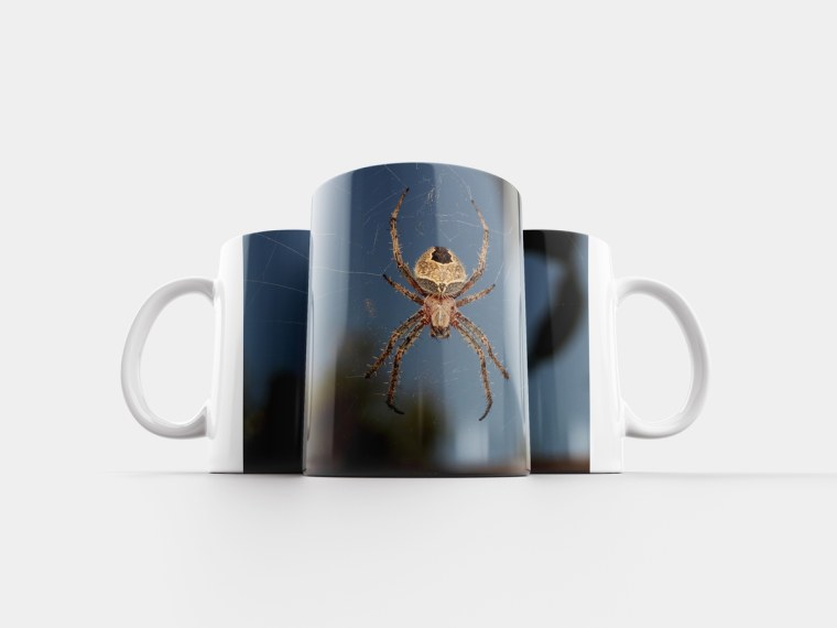Паук в кружке