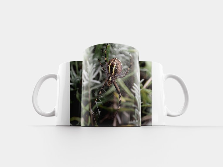 Кружка пауки