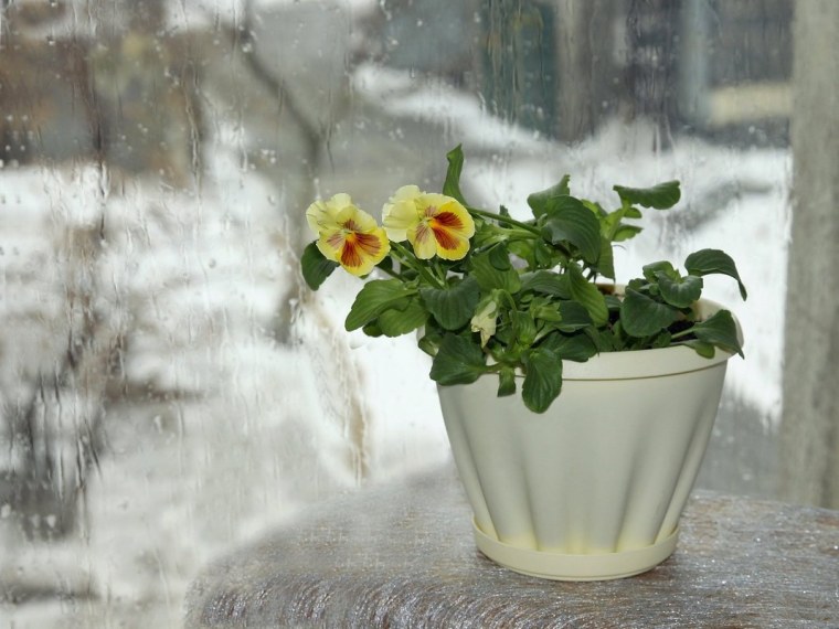 Цветы на подоконнике зимой