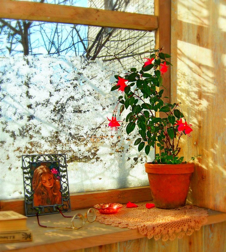 Цветы на подоконнике зимой