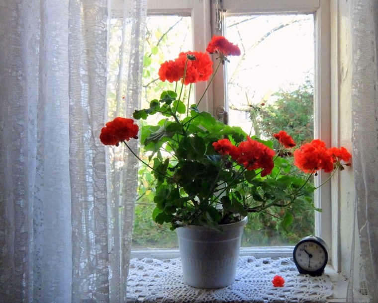 Герань Бабушкин цветок