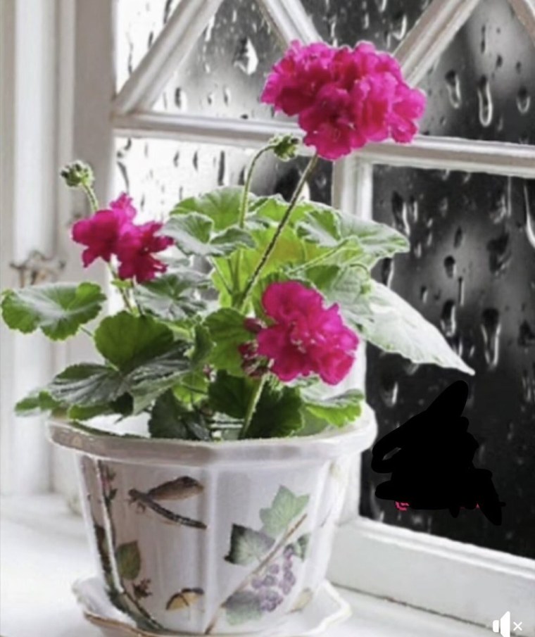 Цветы на окне