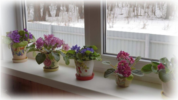 Фиалки на окне