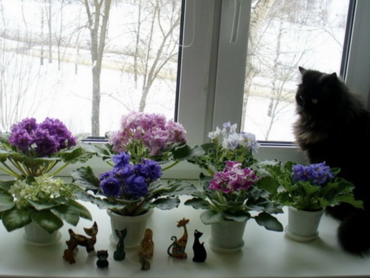 Цветы на подоконнике зимой