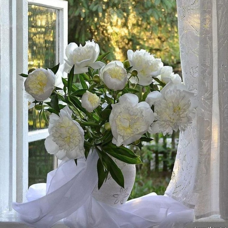 Белые пионы на окне