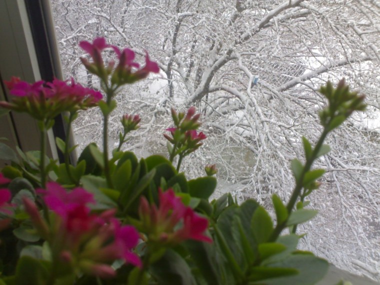 Комнатные растения зимой