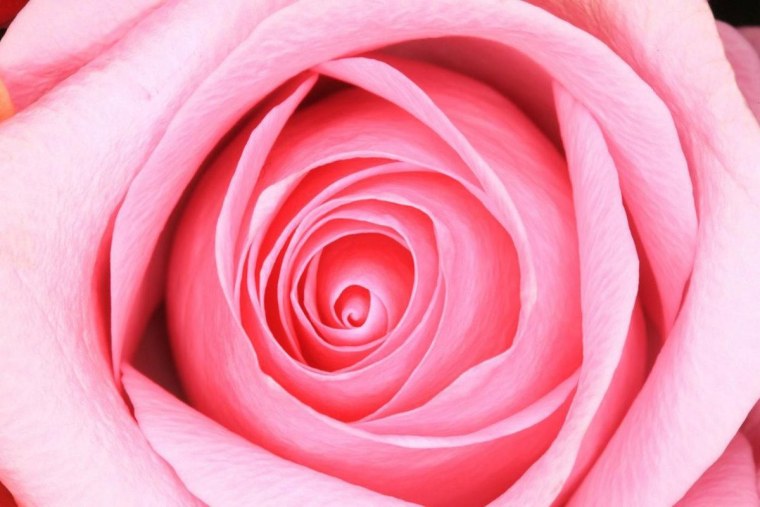 Сочный розовый цвет