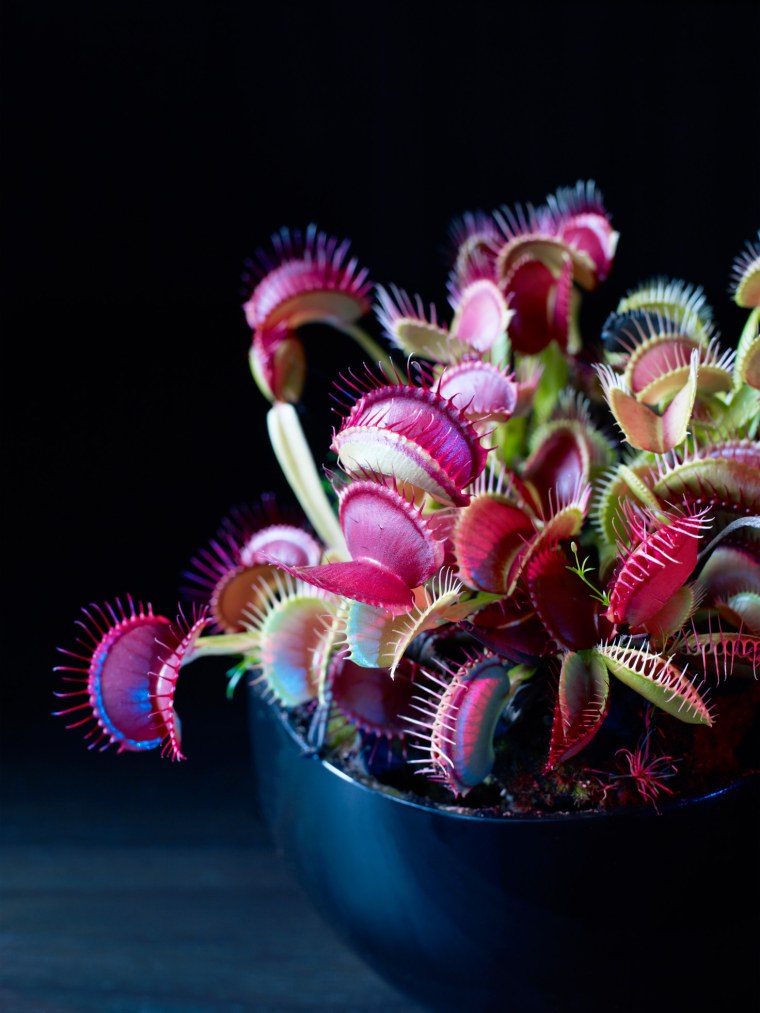 Дионея мухоловка