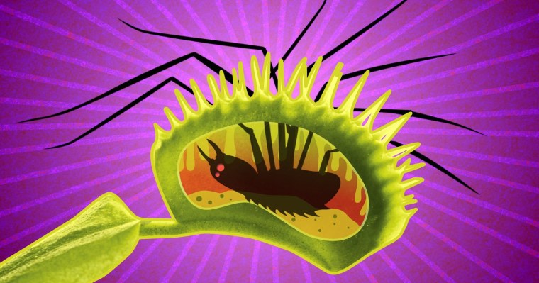 Венерина мухоловка монстр