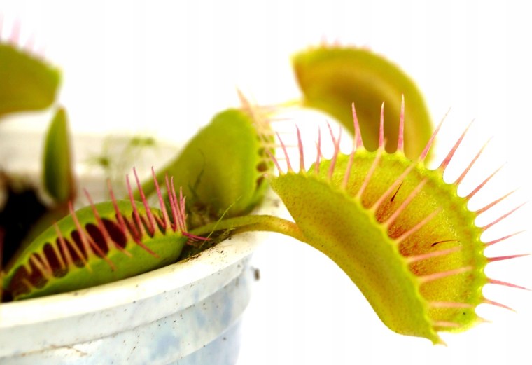 Венерина мухоловка белая