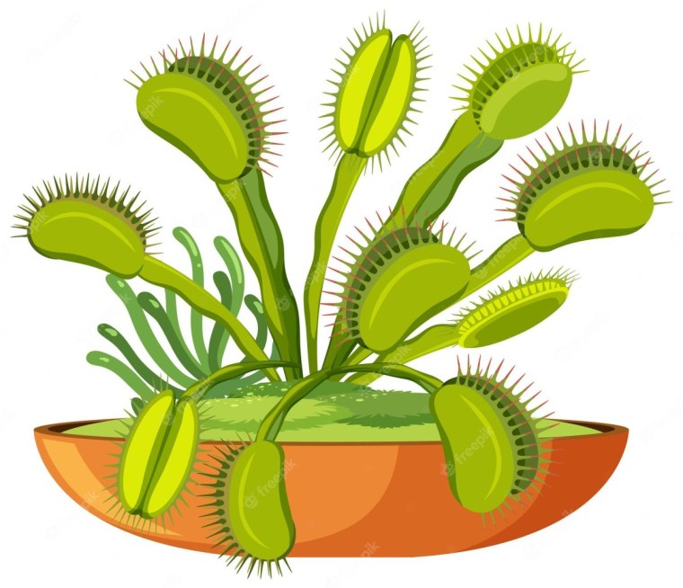 Венерина мухоловка