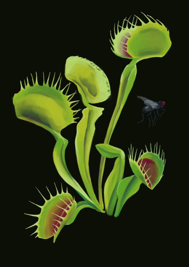 Дионея Венерина мухоловка