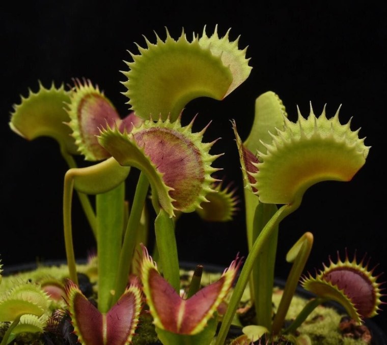 Венерина мухоловка пасть (Dionaea jaws)