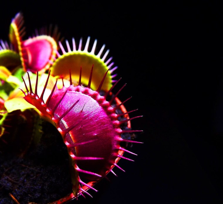 Ловчий аппарат Венериной мухоловки