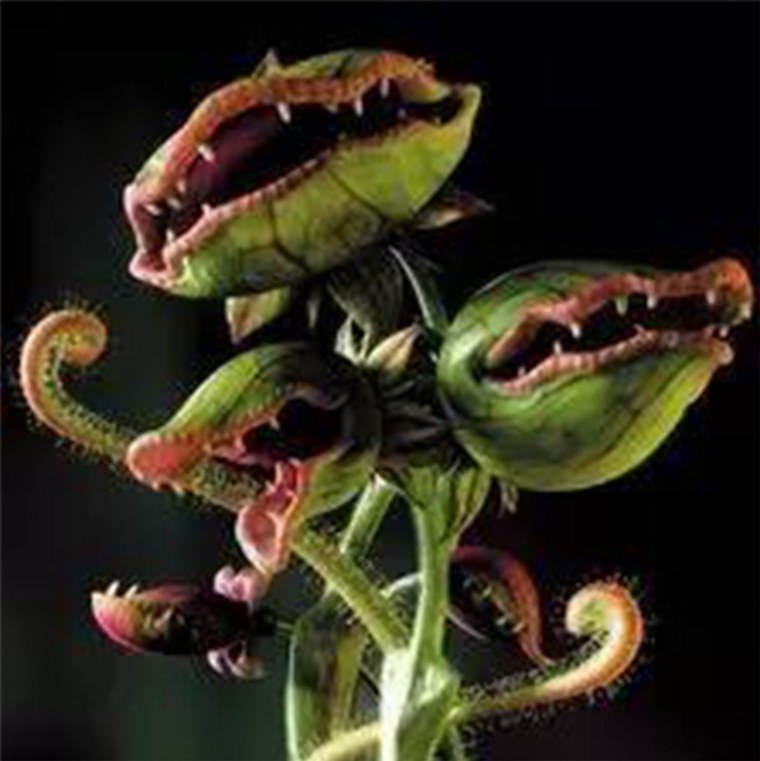 Венерина мухоловка гигантская