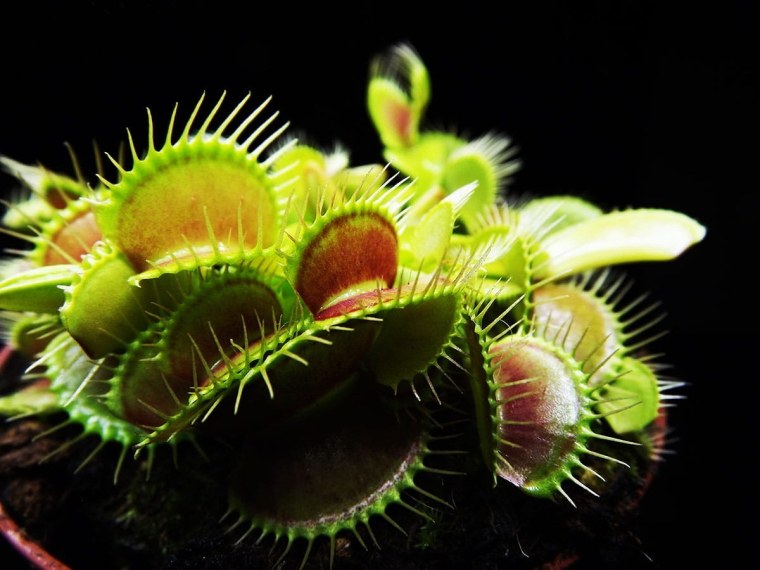 Венерина мухоловка Родина