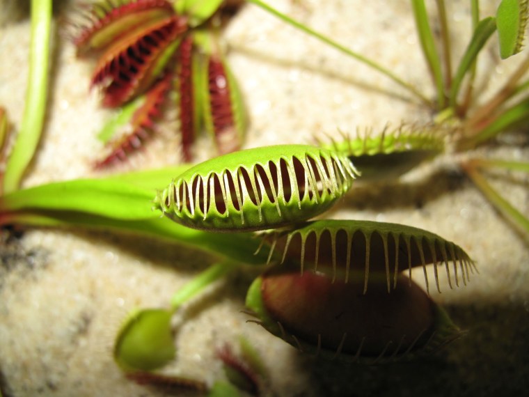 Мухоловка Фотографика