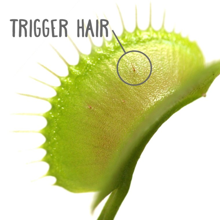 Венерина мухоловка аниме