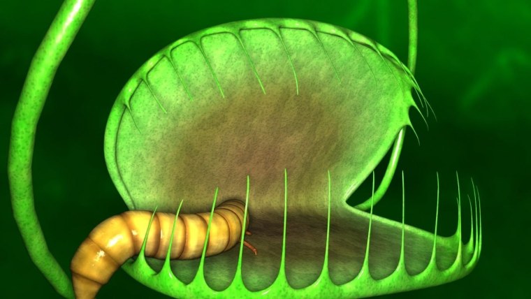 Актиния Венерина мухоловка