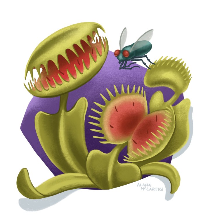 Растение Венерина мухоловка