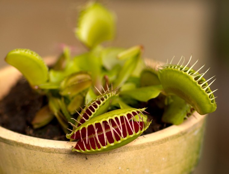 Xapoly мухоловка