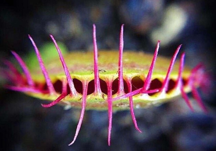 Подводные растения хищники