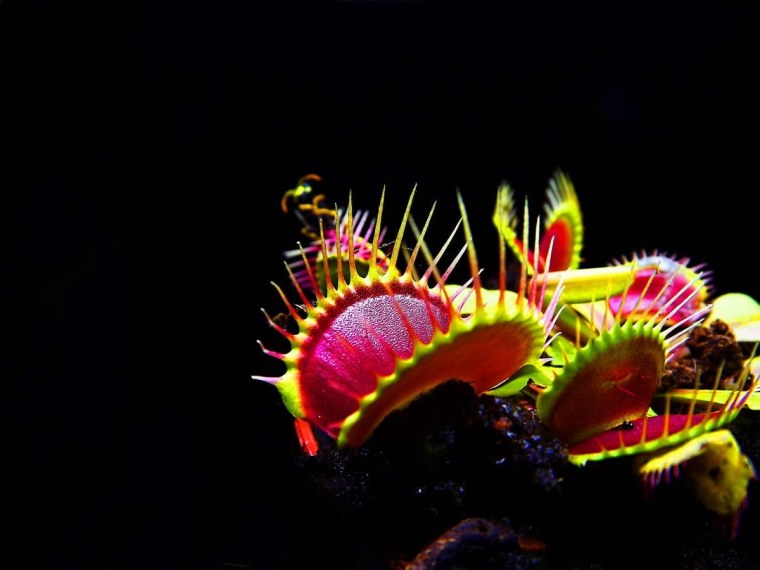 Венерина мухоловка монстр