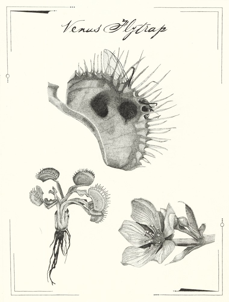 Венерина мухоловка