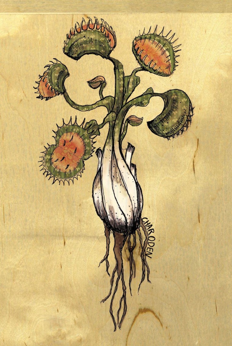 Цветок мухоловка тату