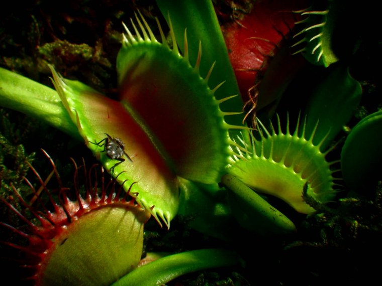 Венерина мухоловка