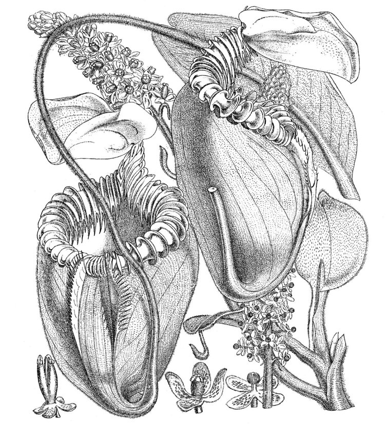 Непентес ботаника