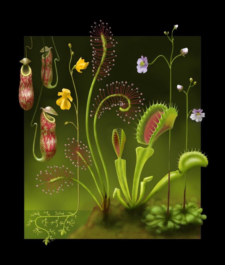 Венерина мухоловка референс