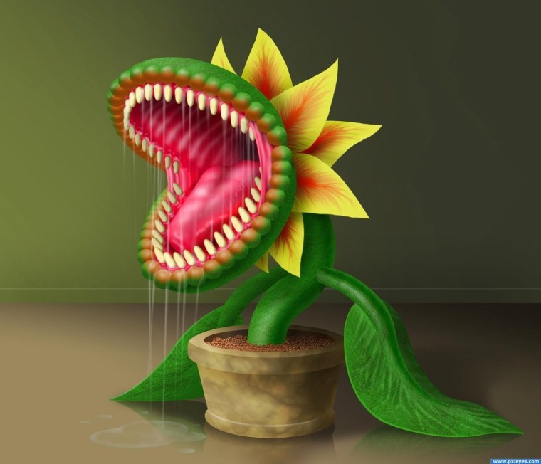 Венерина мухоловка монстр