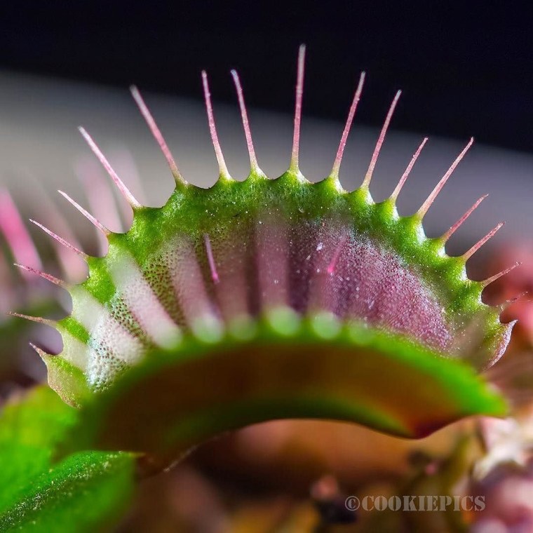 Венерина мухоловка Тритон