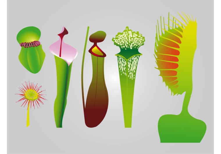 Насекомоядные растения