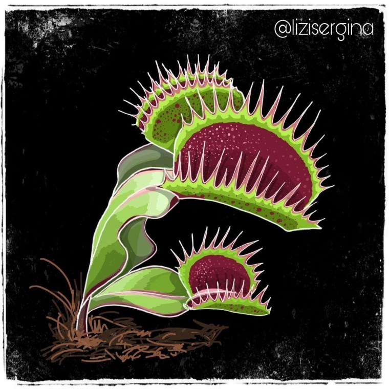 Венерина мухоловка монстр