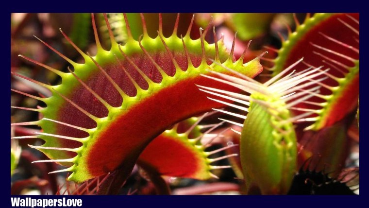 Венерина мухоловка обои на рабочий стол