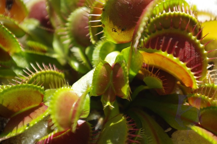 Венерина мухоловка босс