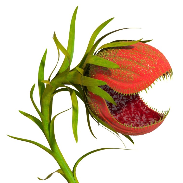 Росянка монстр