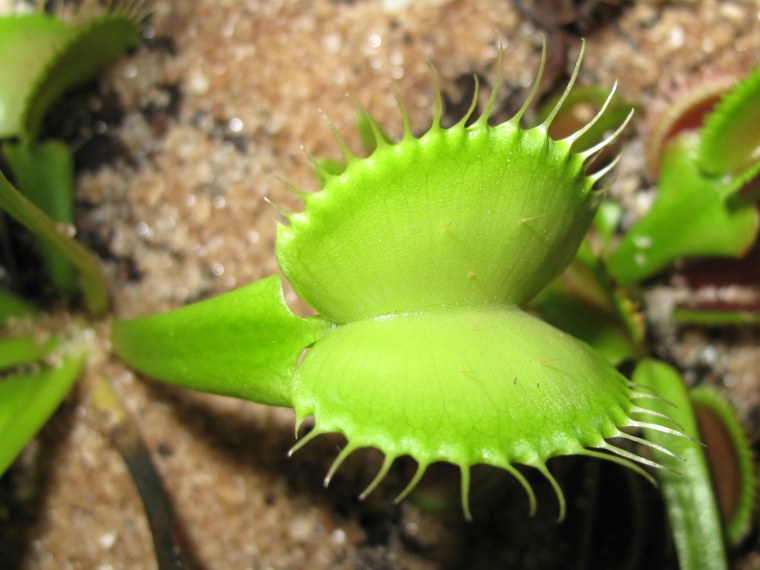 Венерина мухоловка голубая