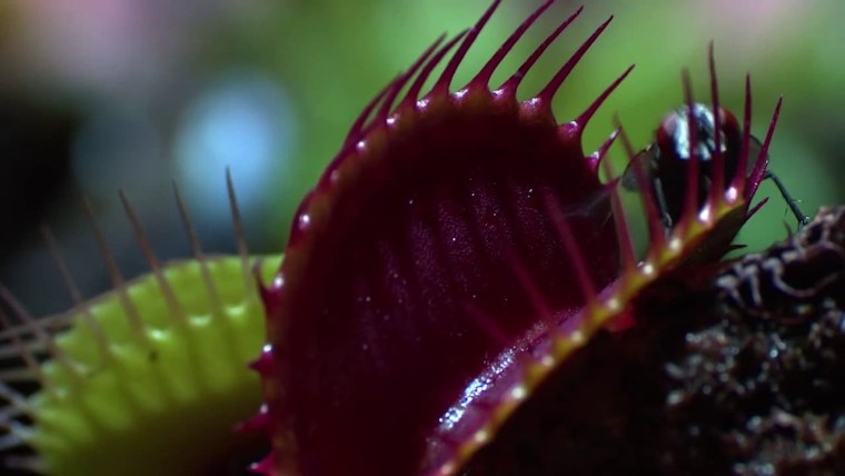 Венерина мухоловка курит