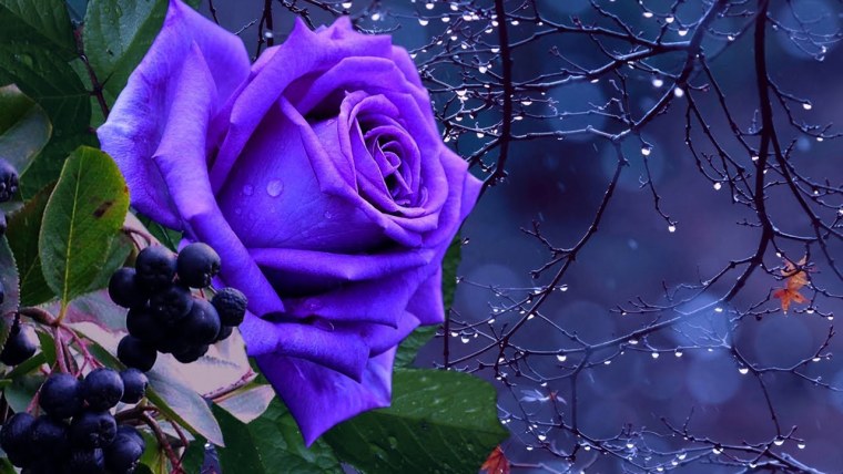 Фиолетовые розы