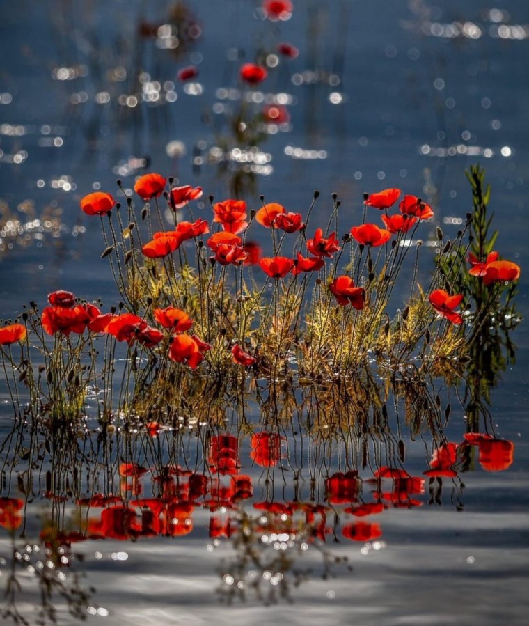 Цветочек под дождем