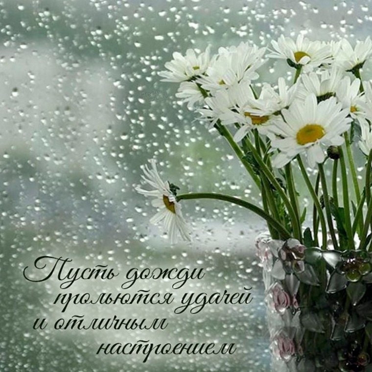 Ромашки и дождь