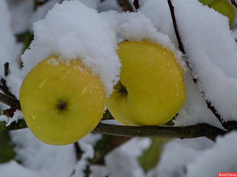 Яблоки на зиму