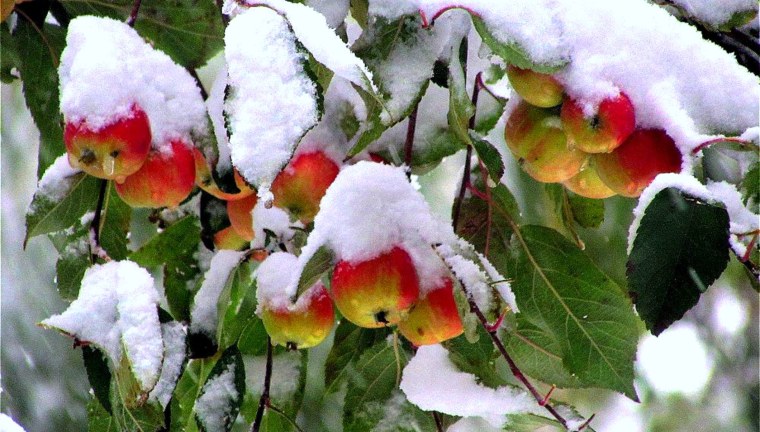 Яблоня под снегом