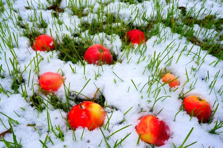 Яблоки на снегу