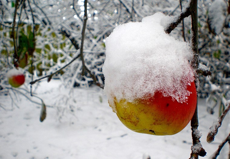 Т Гусарова зимние яблоки